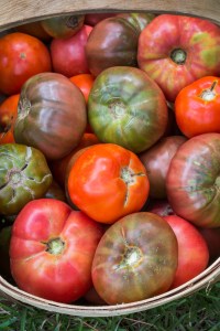 basket of heirloom tomatos