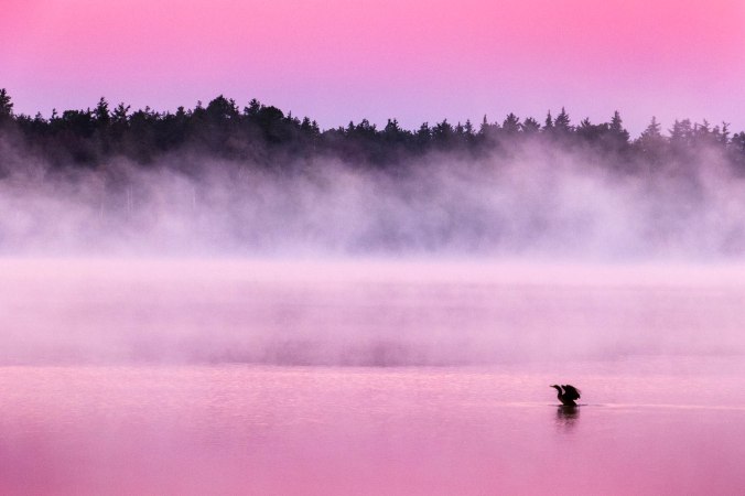 American Anhinga in the fog