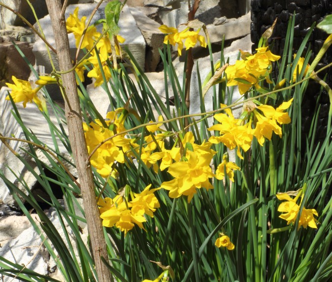 Daffodils Rubble