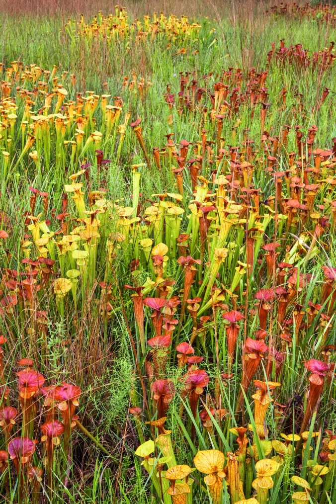 Pitcher Plants