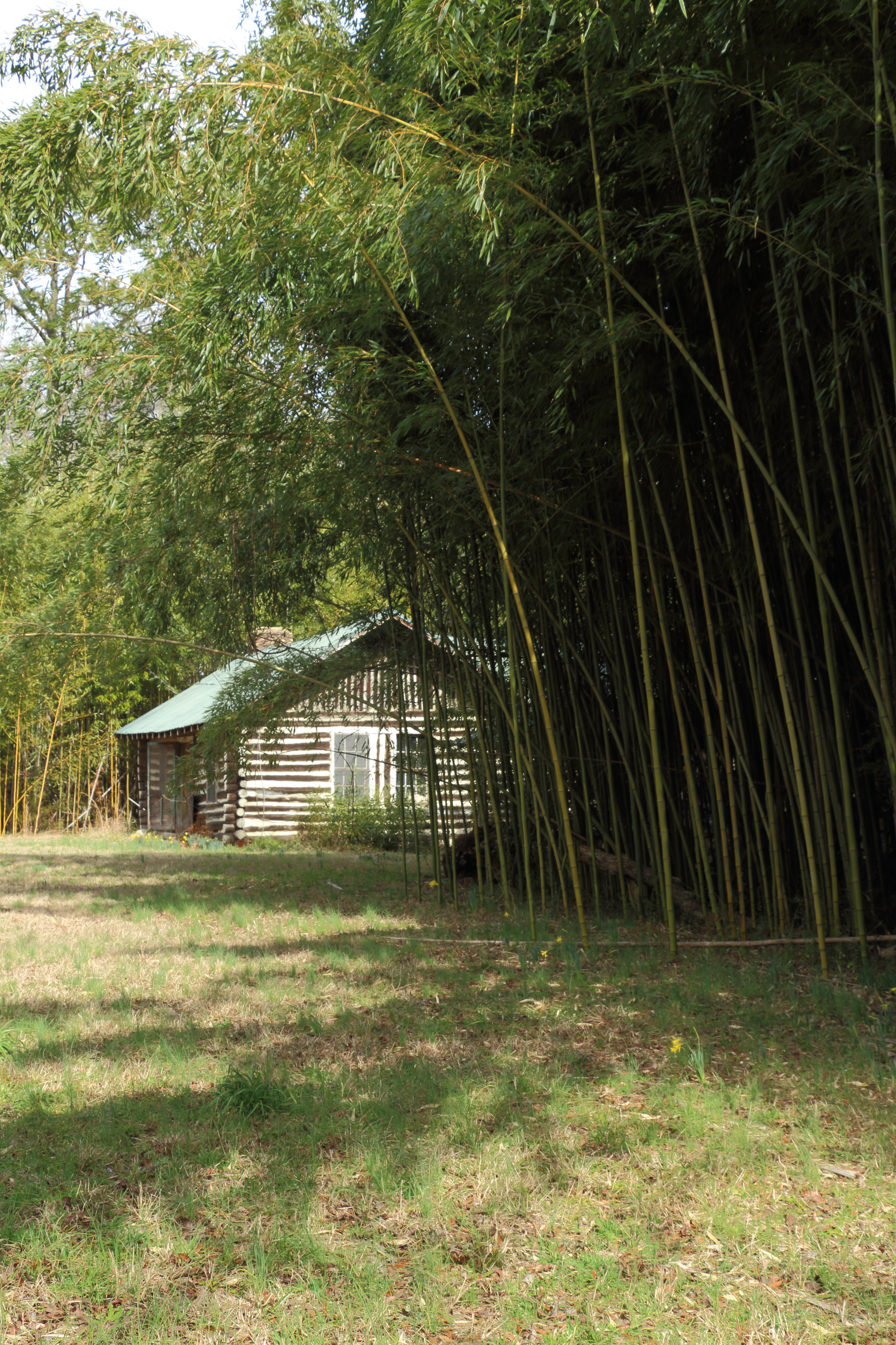 Cabin Bamboo 1