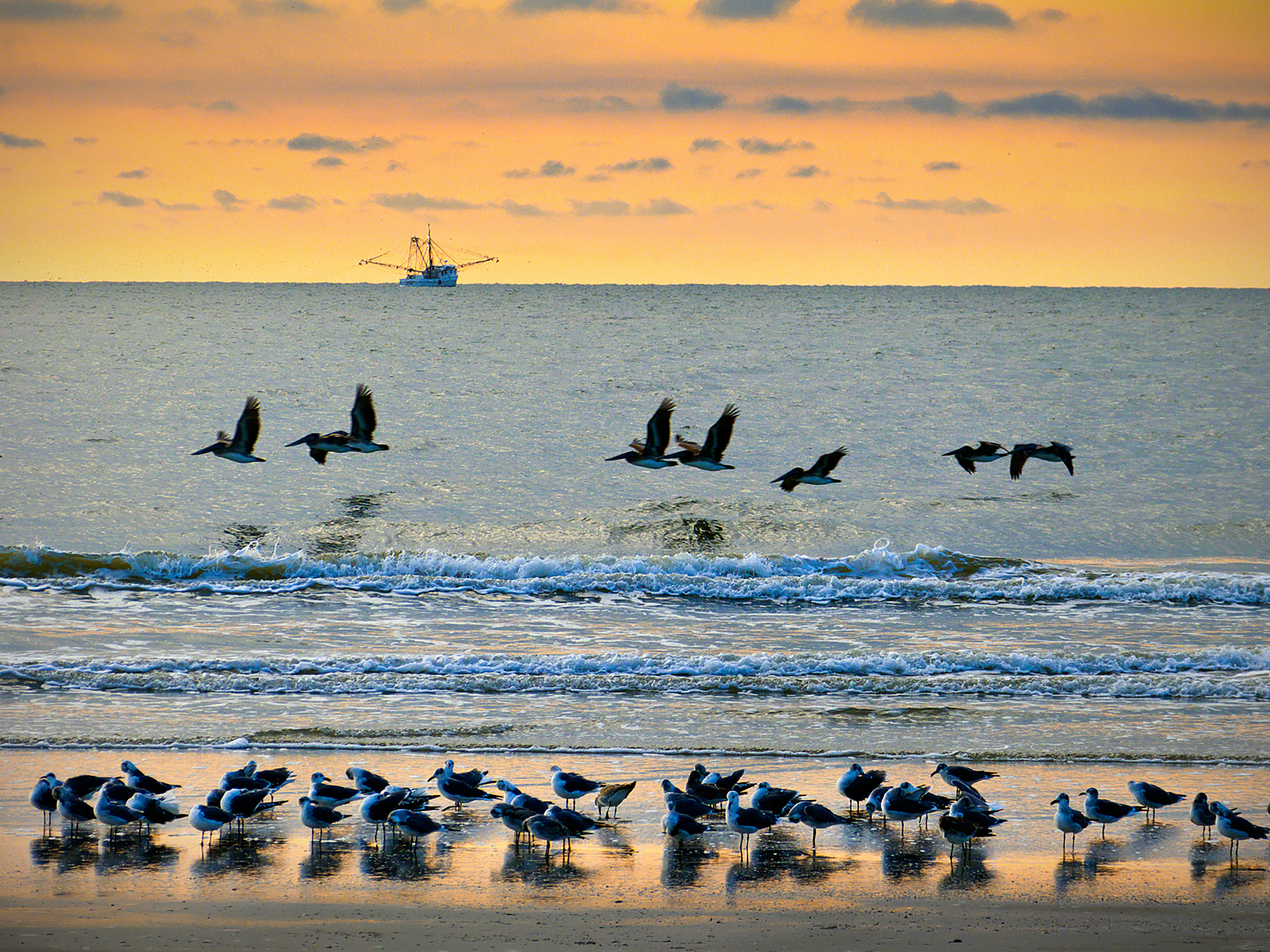 shrimper and birds copy