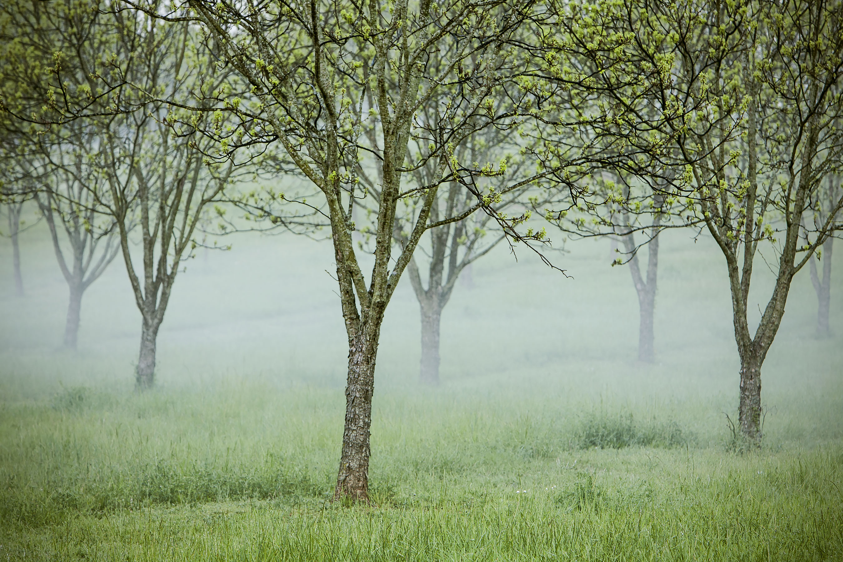 Foggy Green Spring Trees