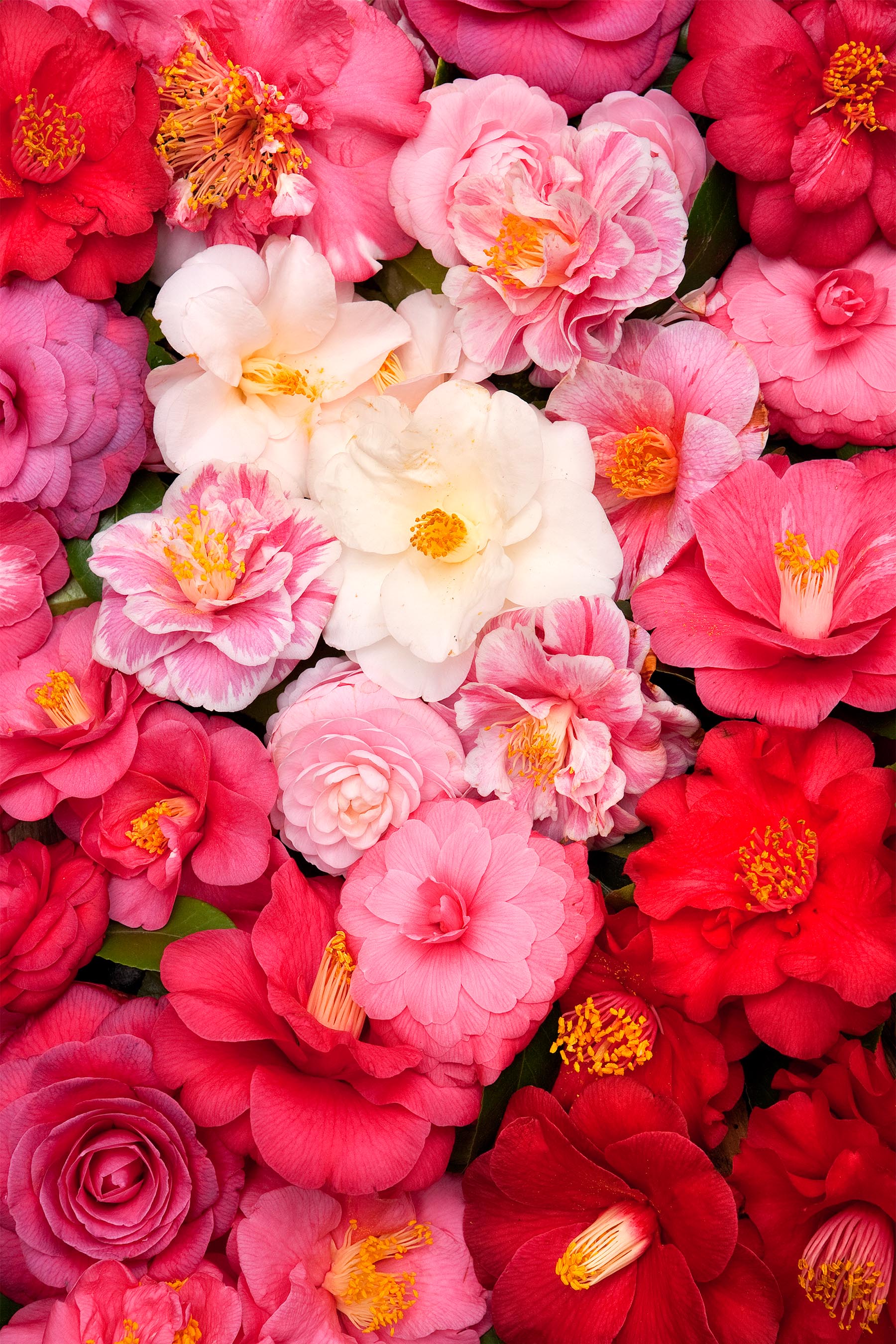 Camellia Blossoms copy