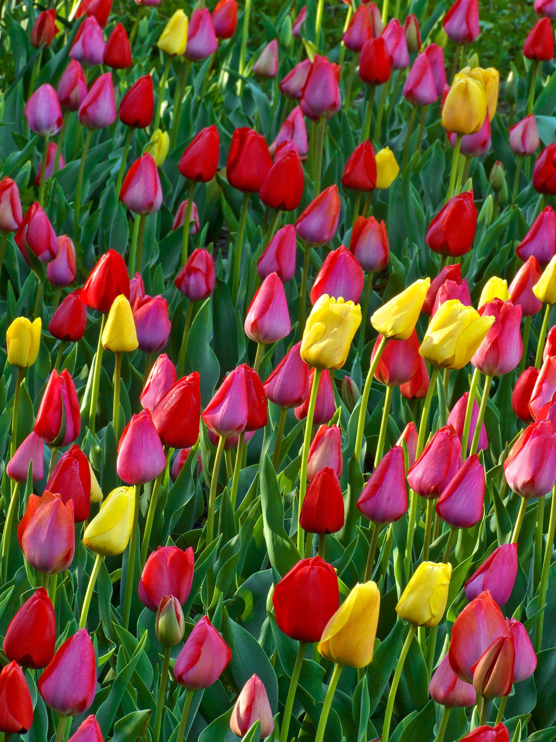 28-A-Lowcountry copy