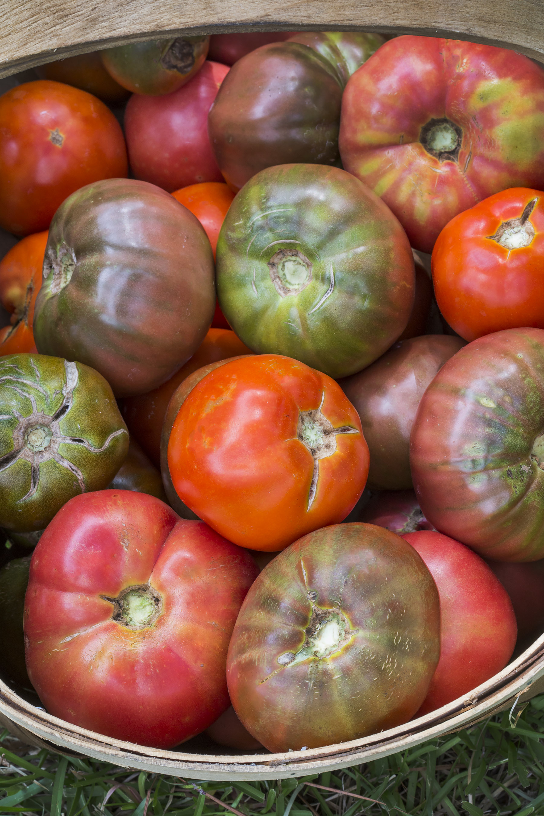 basket of heirloom tomatos copy