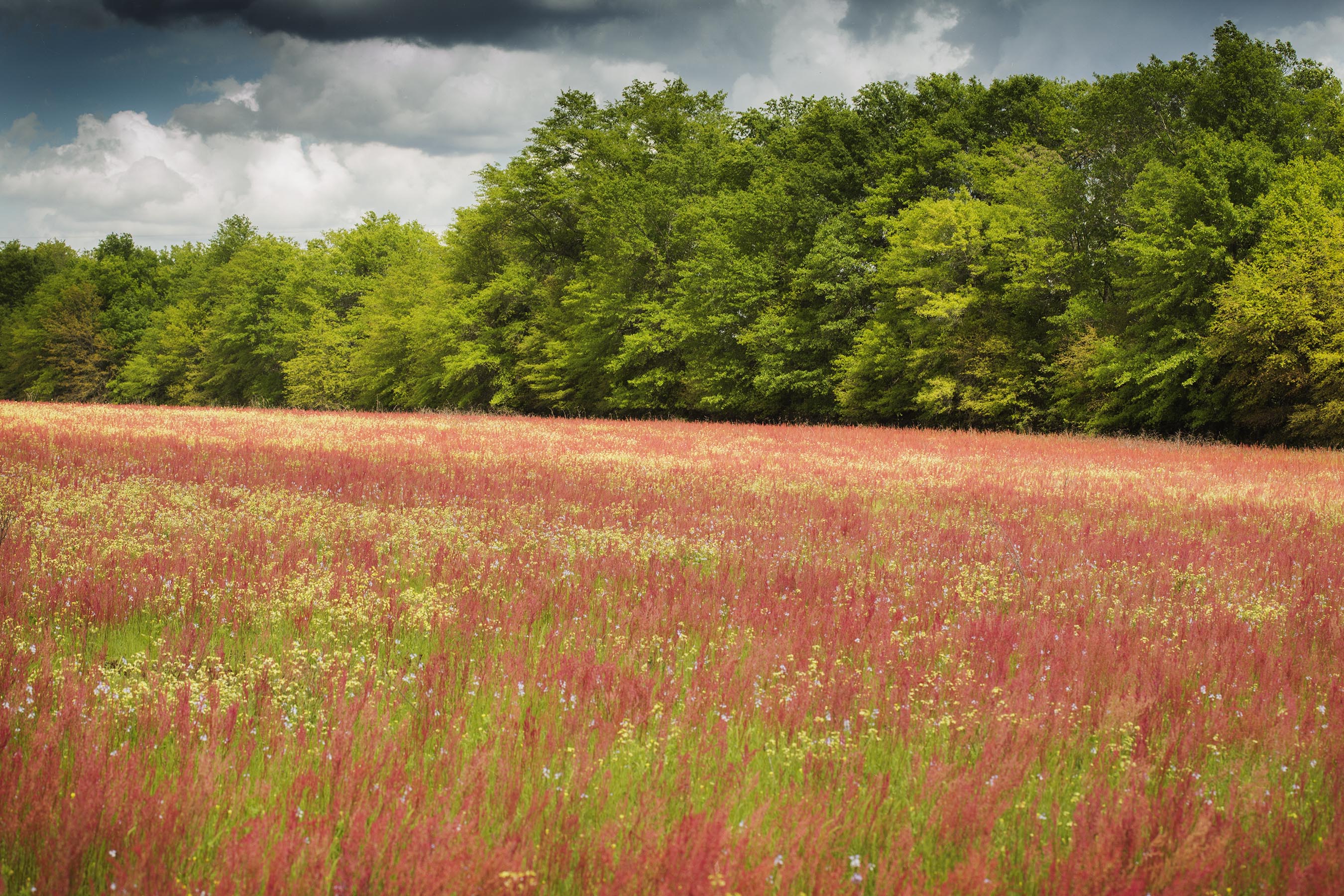 field of sheep's sorrell