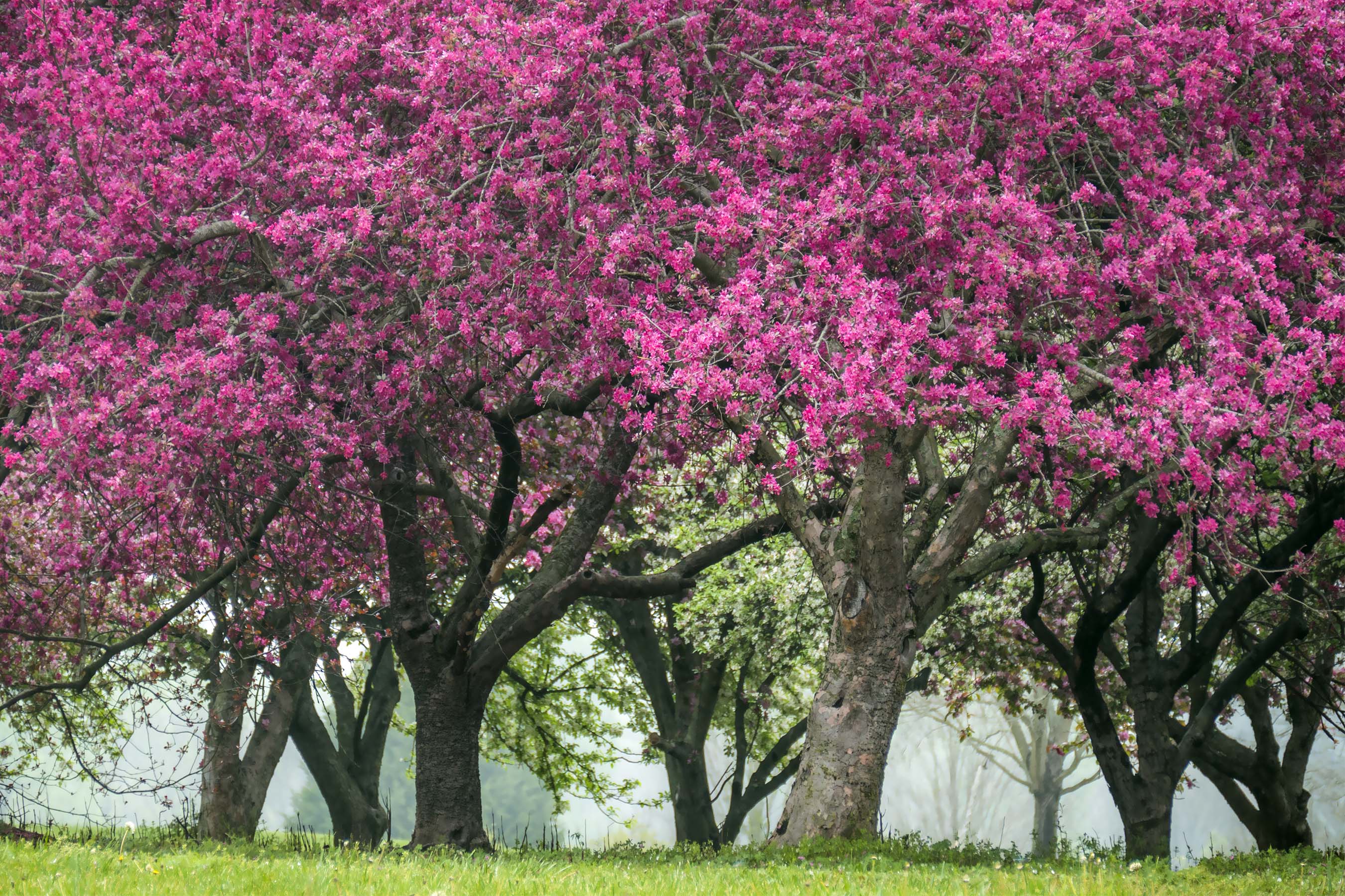 crabapple grove copy