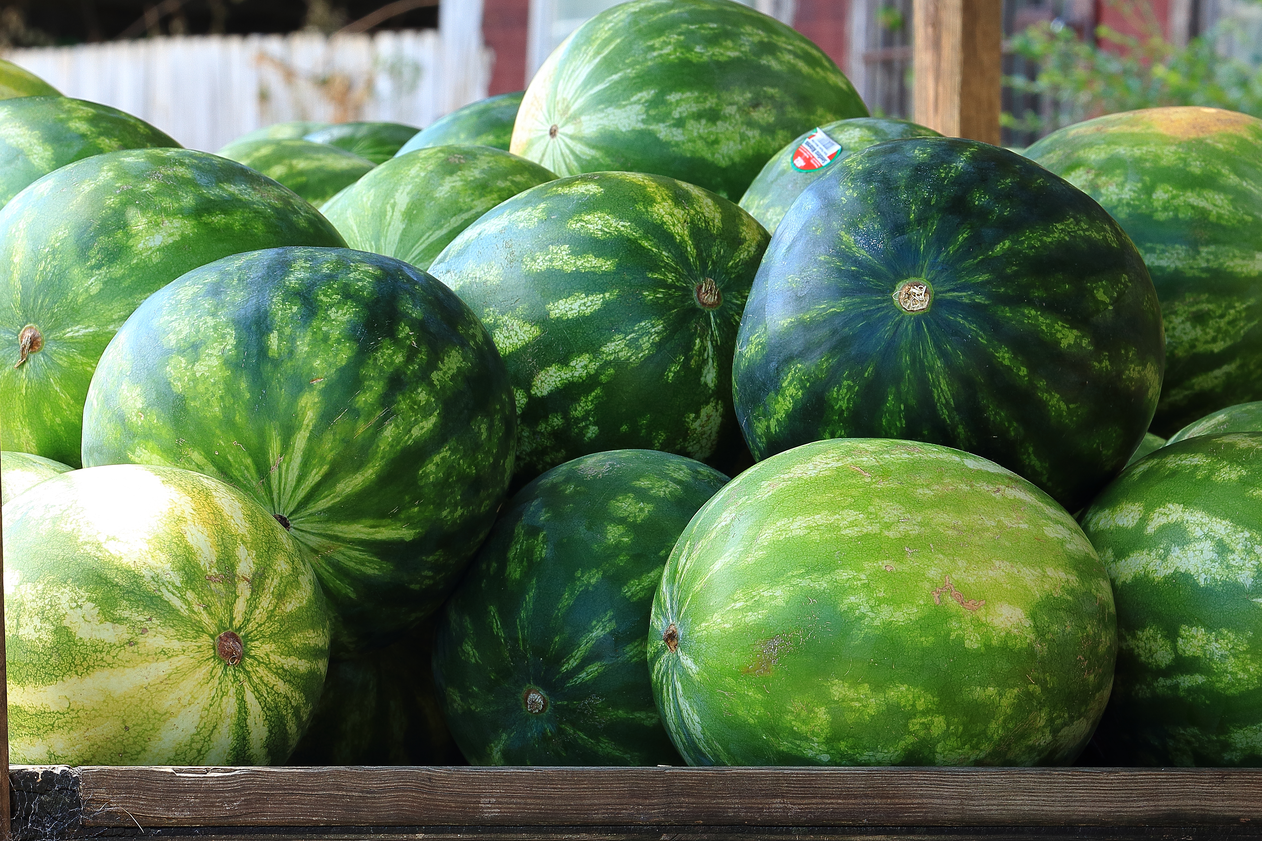 Watermelons